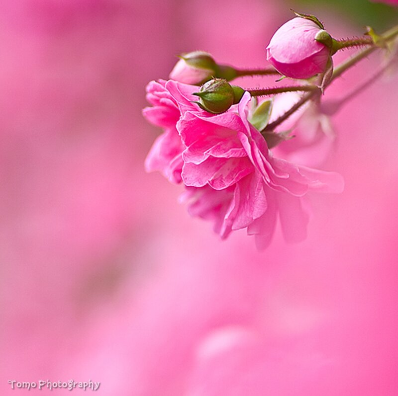 Pink Rose Blossoms — Serene