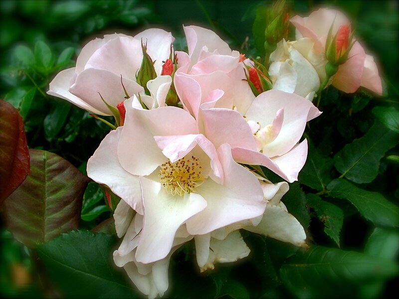 Pink Rose Blossoms