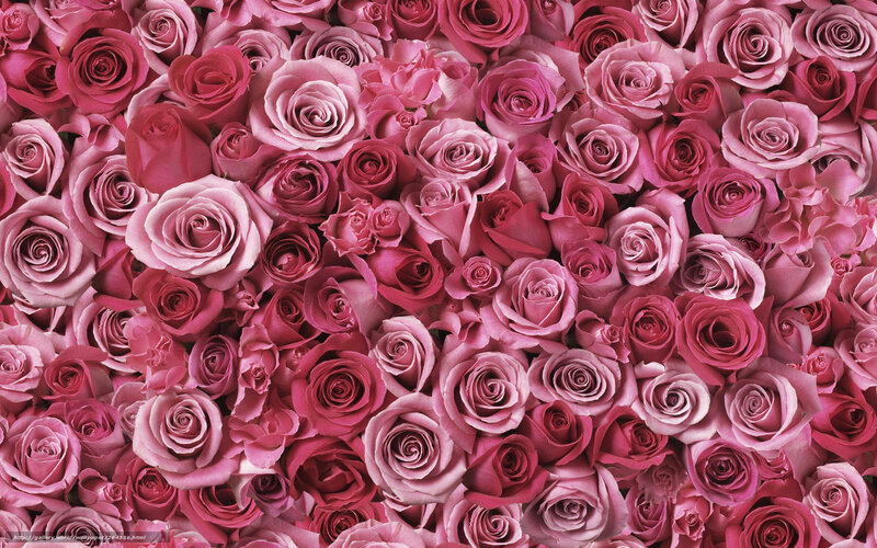 Pink rose bouquet