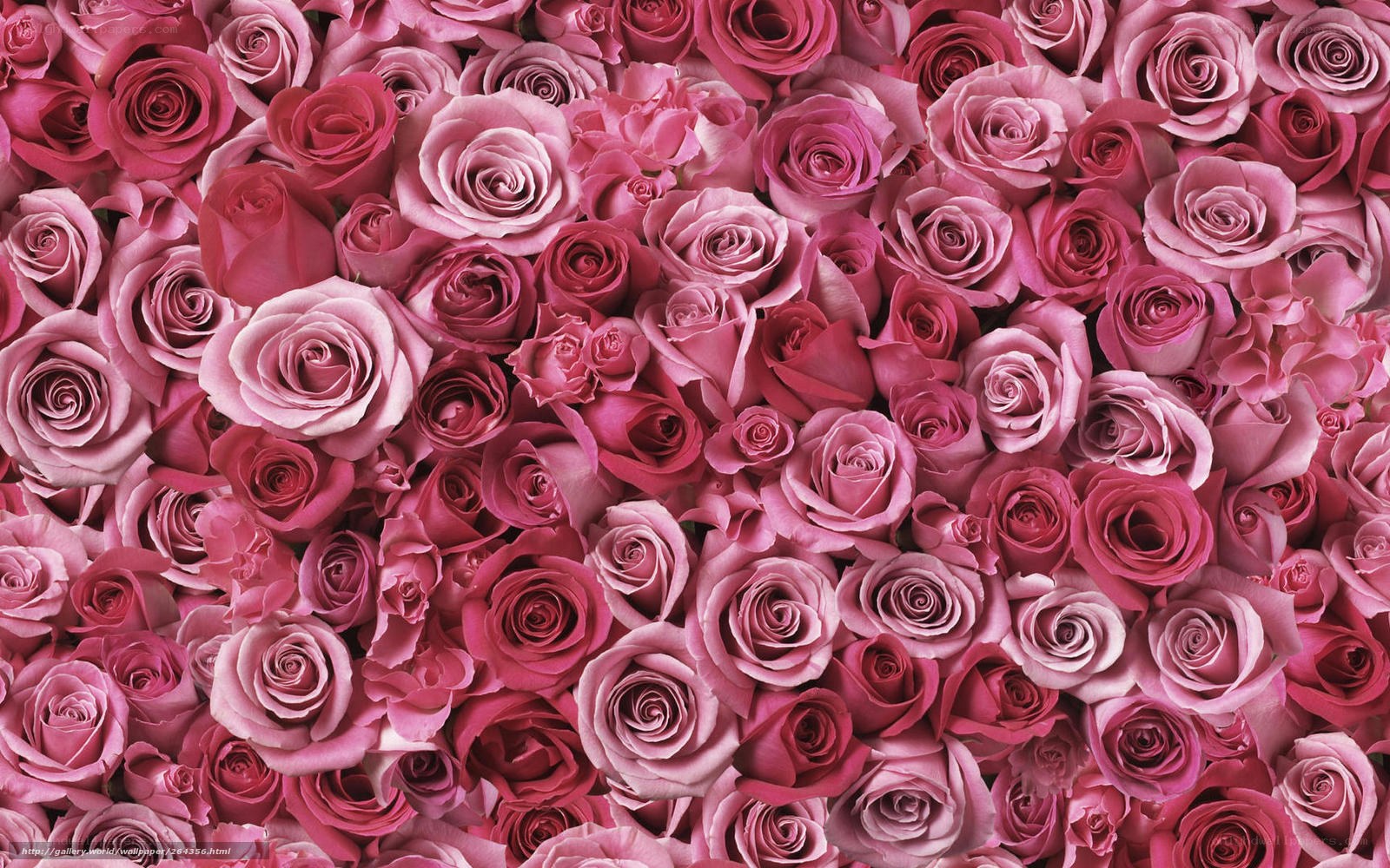 Pink rose bouquet