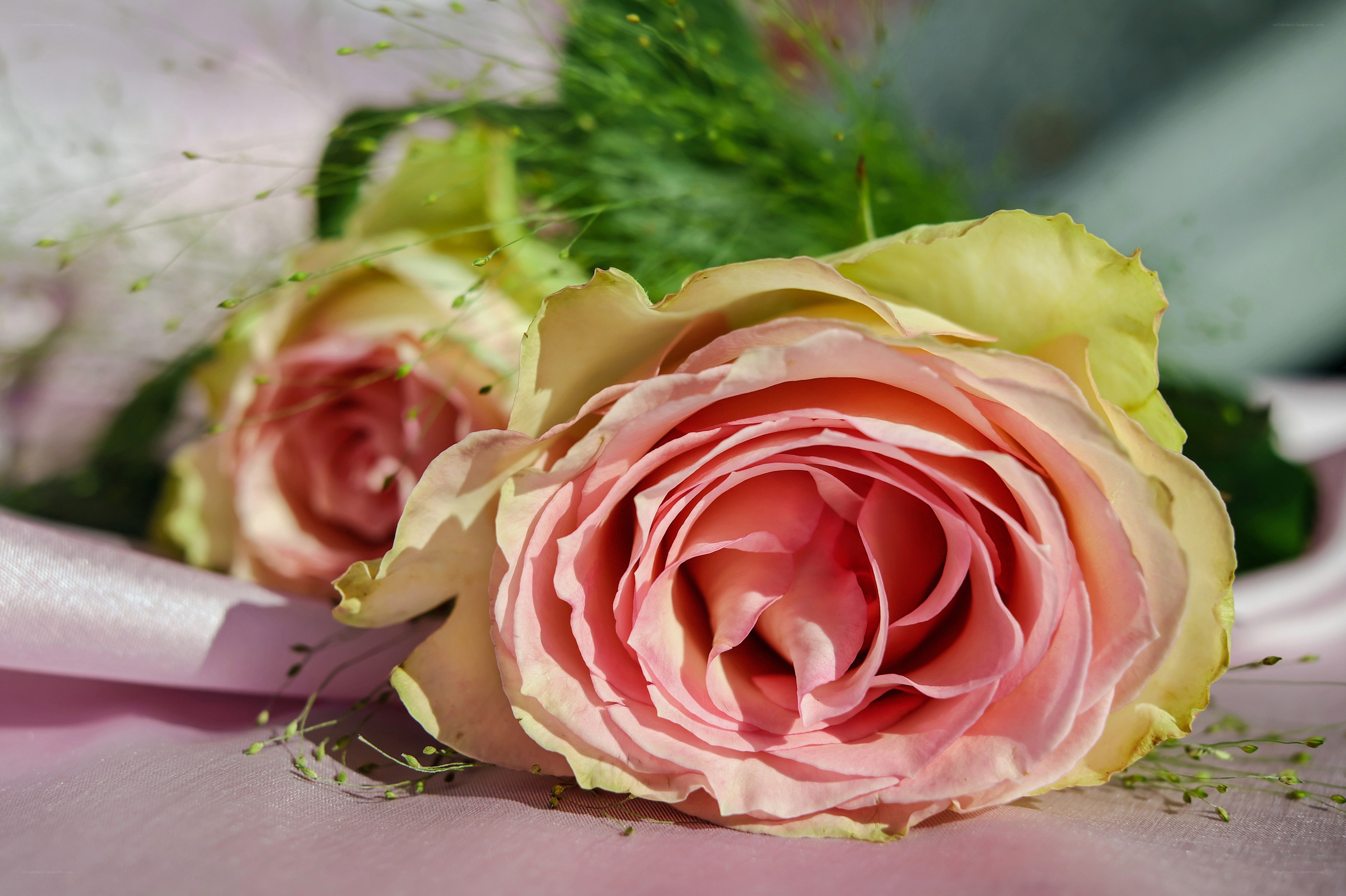 Pink rose bouquet