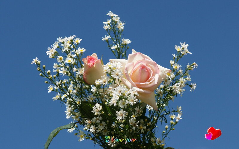 Pink Rose Bouquet — Blue