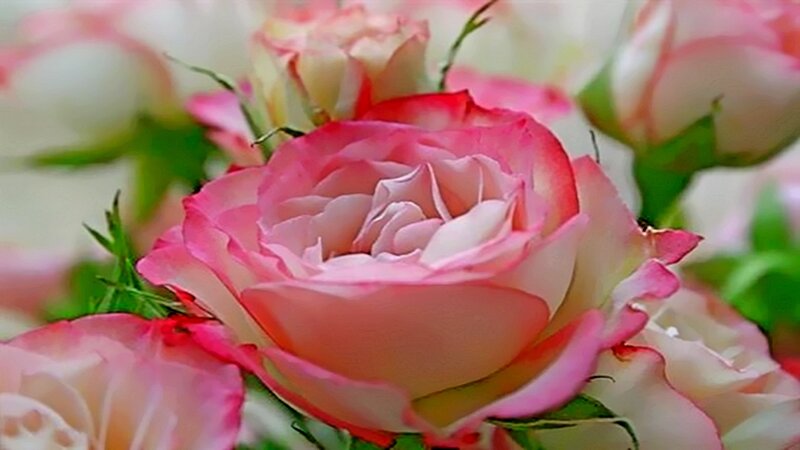 Pink Rose Bouquet — Calm, Photograph, Buds