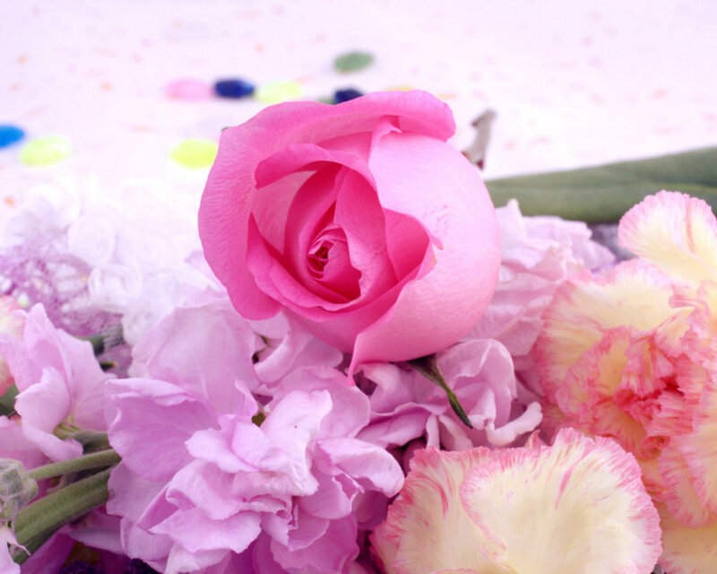 Pink Rose Bouquet — Calm, Photograph, Carnations, Confetti