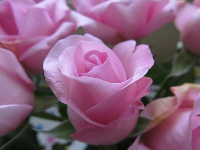 Pink Rose Bouquet — Calm, Photograph, Flowers, Leaves