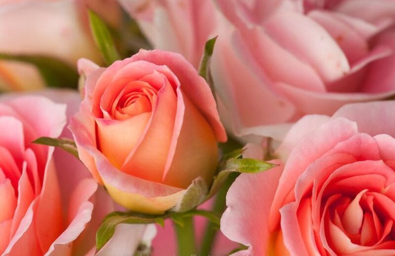 Pink Rose Bouquet — Calm, Photograph, Flowers, Petals
