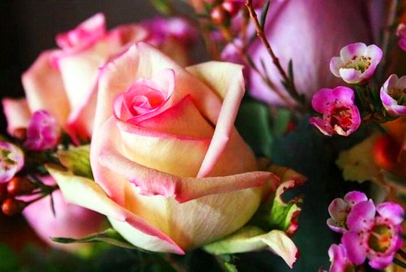 Pink Rose Bouquet — Calm, Photograph, Roses, Small Flowers