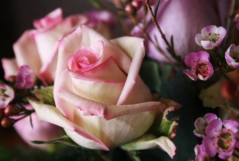 Pink Rose Bouquet — Calm, Photograph, Small Purple Flowers