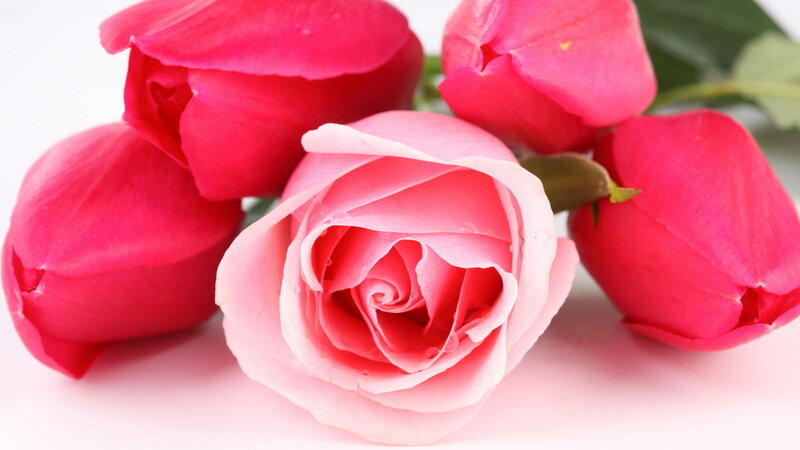 Pink Rose Bouquet — Calm, Photograph, Tulips