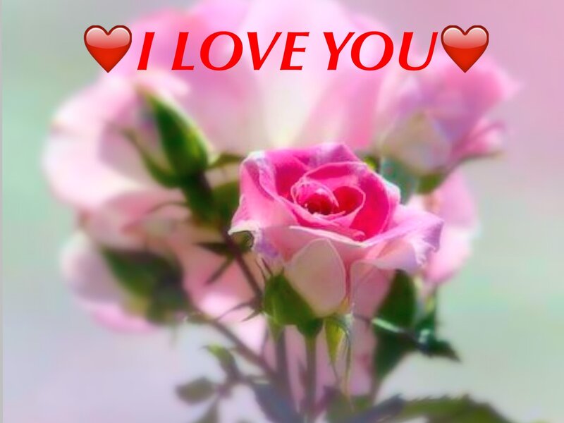 Pink Rose Bouquet — Romantic, Photograph, Heart Symbols