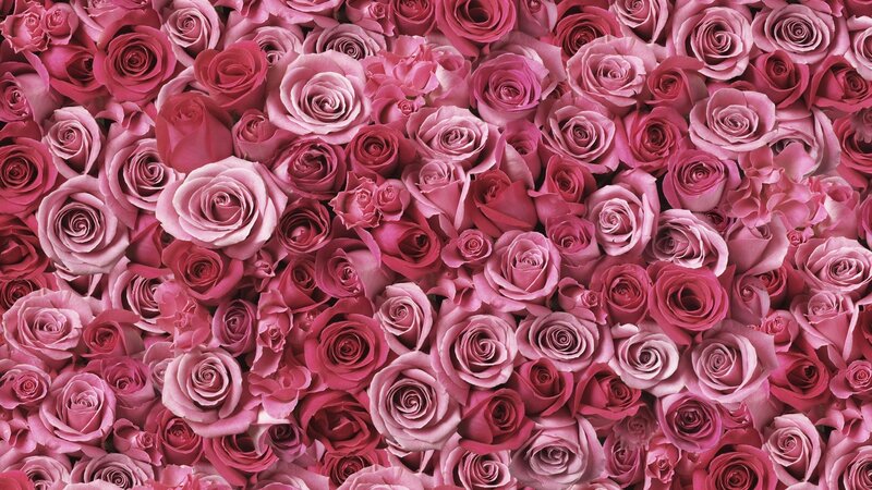 Pink rose bouquet wallpaper