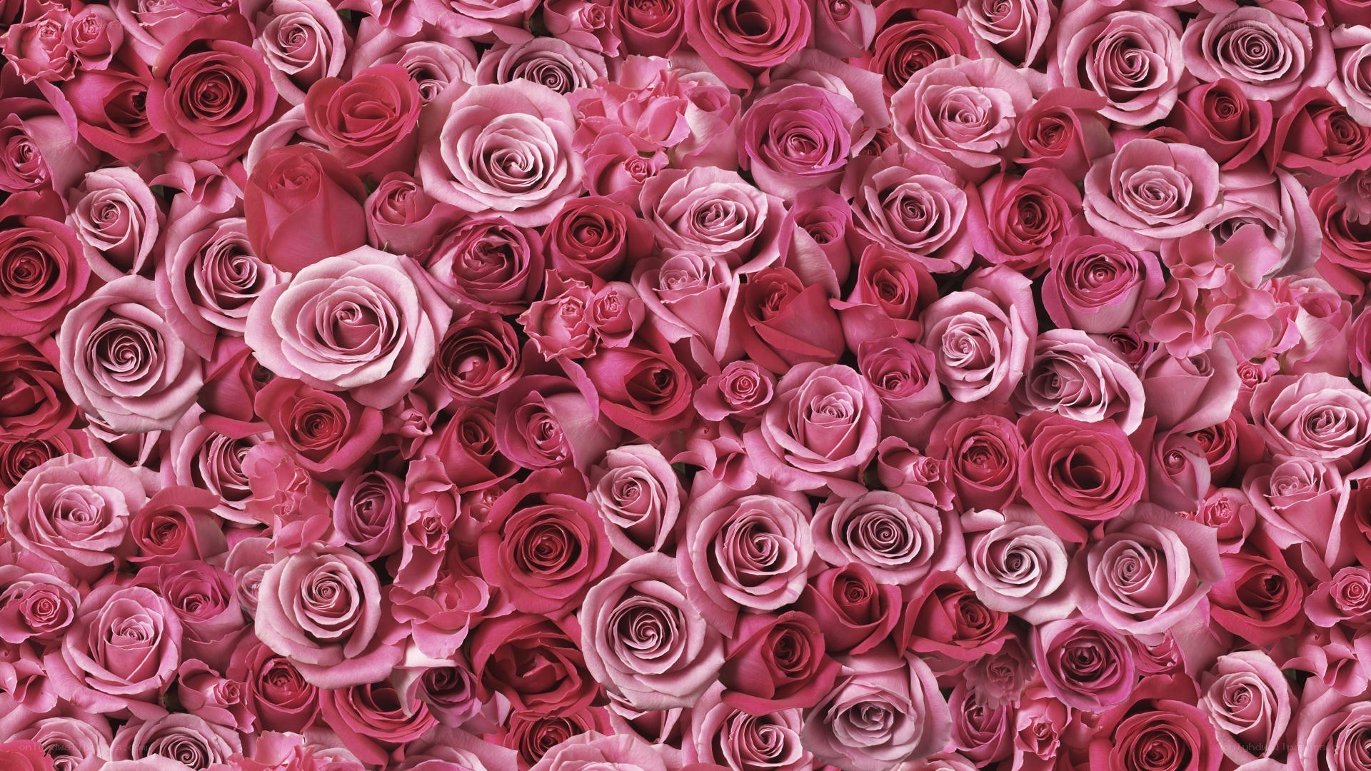 Pink rose bouquet wallpaper