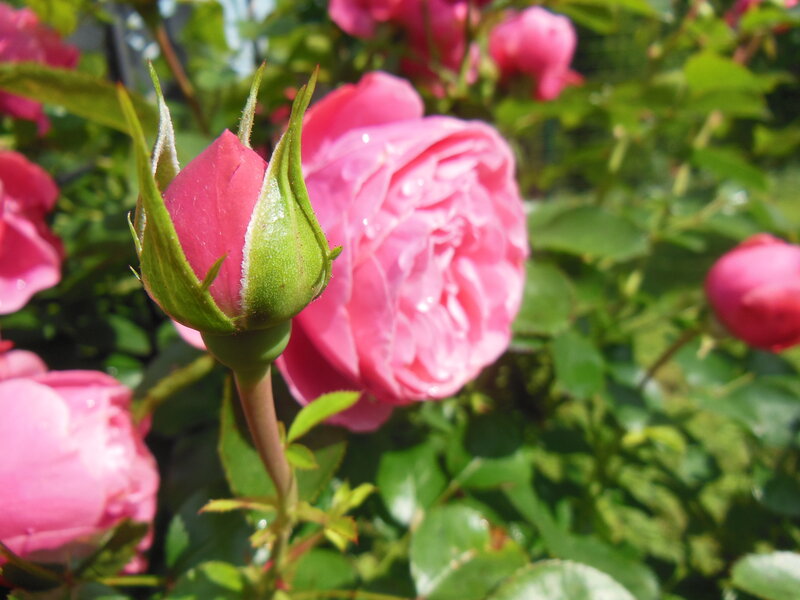 Pink Rose Bud and Bloom