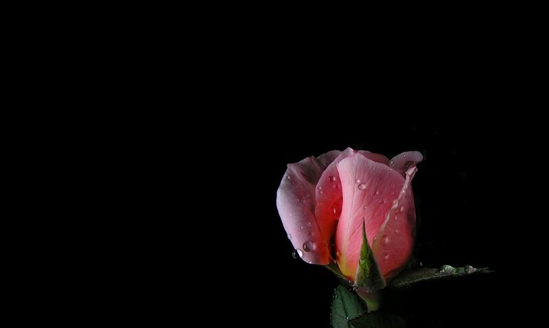 Pink Rose Bud — Black, Dramatic