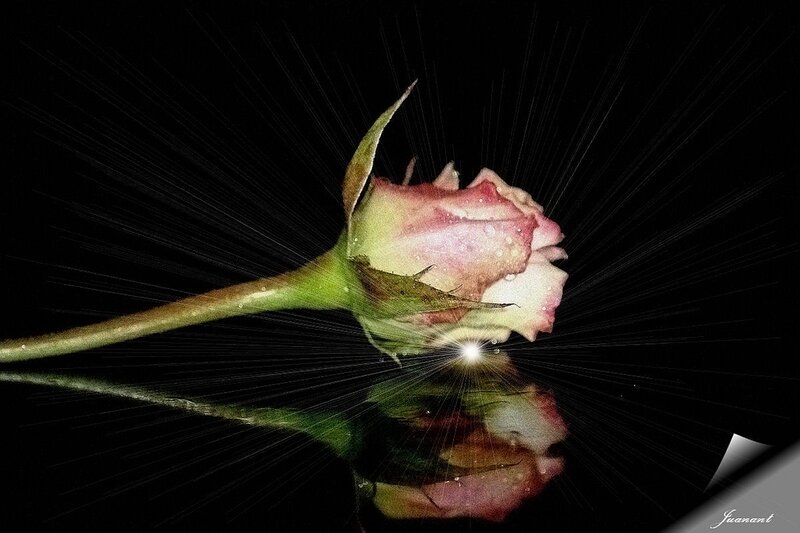 Pink Rose Bud — Black
