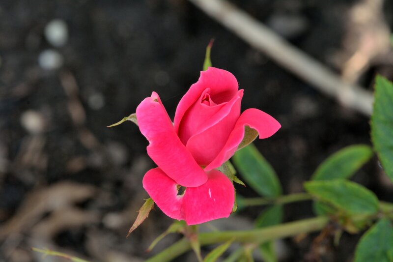 Pink Rose Bud — Calm, Afternoon, Photograph, Green Leaves, Soil