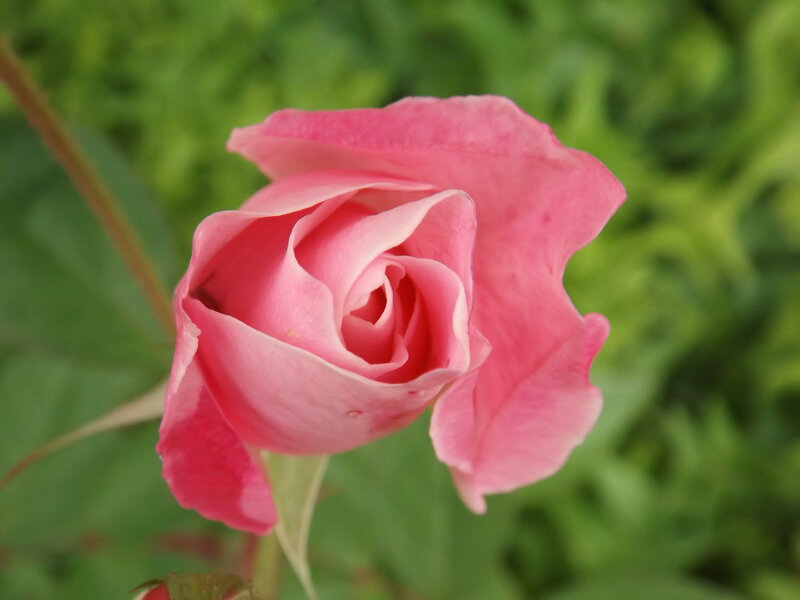 Pink Rose Bud — Calm, Afternoon, Photograph, Green Leaves, Stem