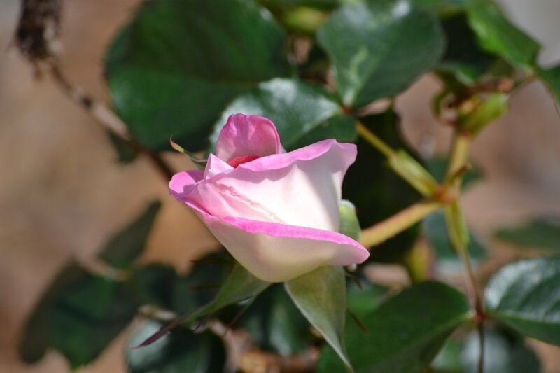 Pink Rose Bud — Calm, Afternoon, Photograph, Green Leaves