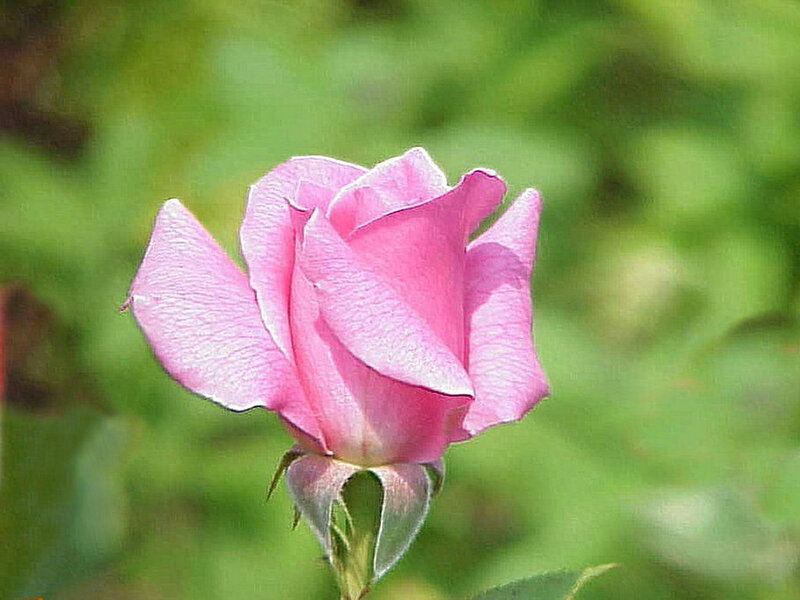 Pink Rose Bud — Calm, Afternoon, Photograph