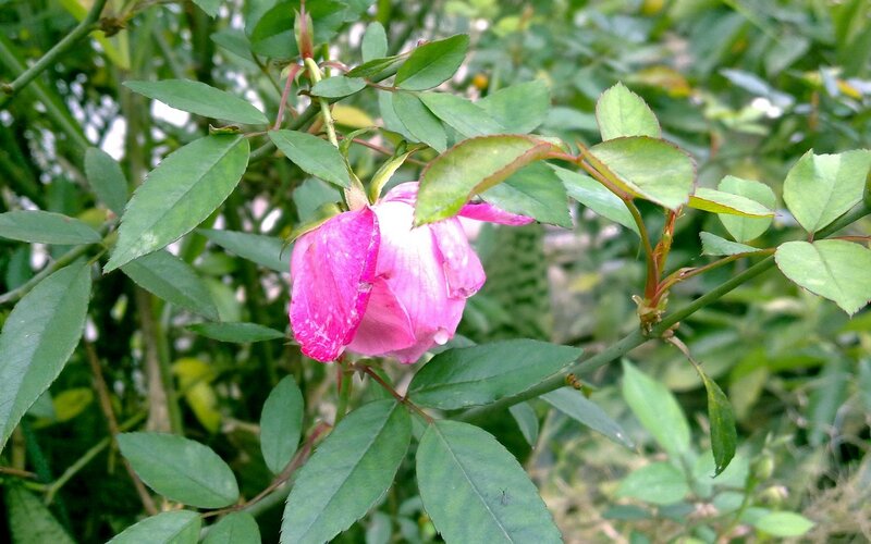 Pink Rose Bud — Calm, Afternoon