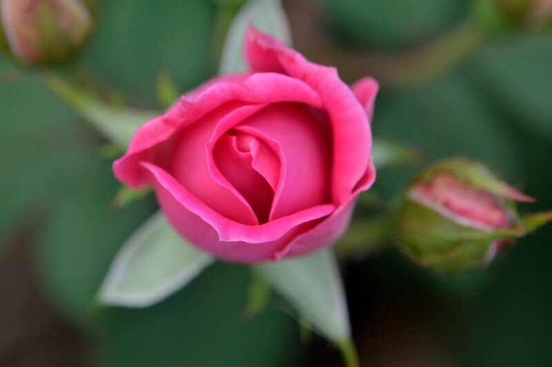 Pink Rose Bud — Calm, Photograph, Buds