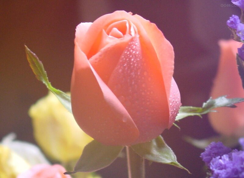 Pink Rose Bud — Calm, Photograph, Dew Drops
