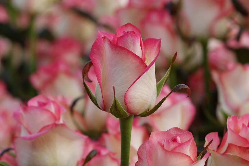 Pink Rose Bud — Calm, Photograph, Flower, Stem