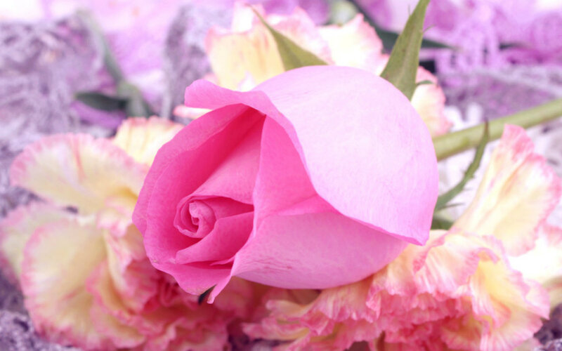 Pink Rose Bud — Calm, Photograph, Flower