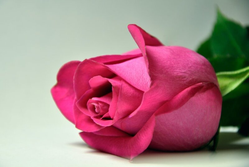Pink Rose Bud — Calm, Photograph, Green Leaf