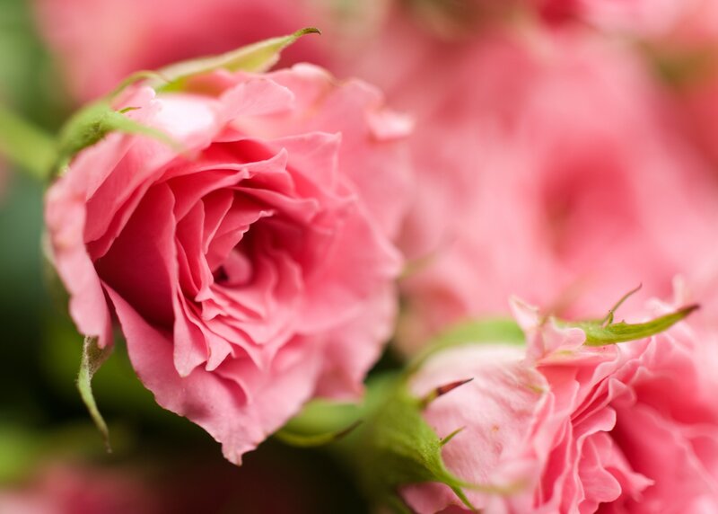 Pink Rose Bud — Calm, Photograph, Green Leaves, Flower Buds