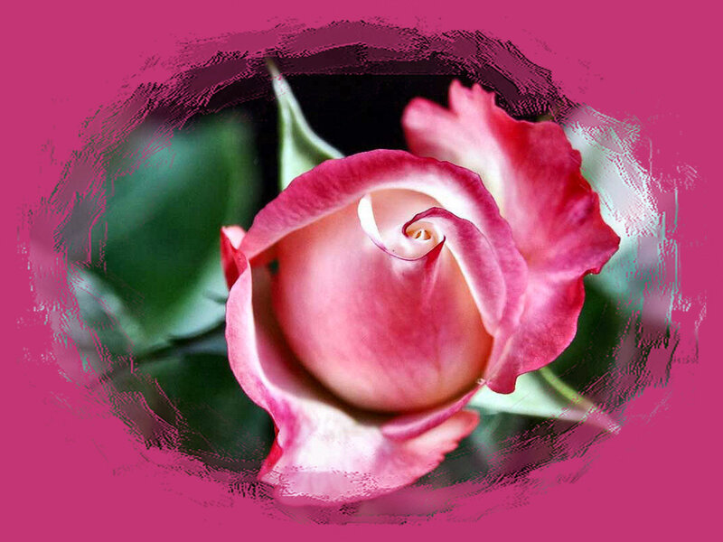 Pink Rose Bud — Calm, Photograph, Green Leaves, Petals