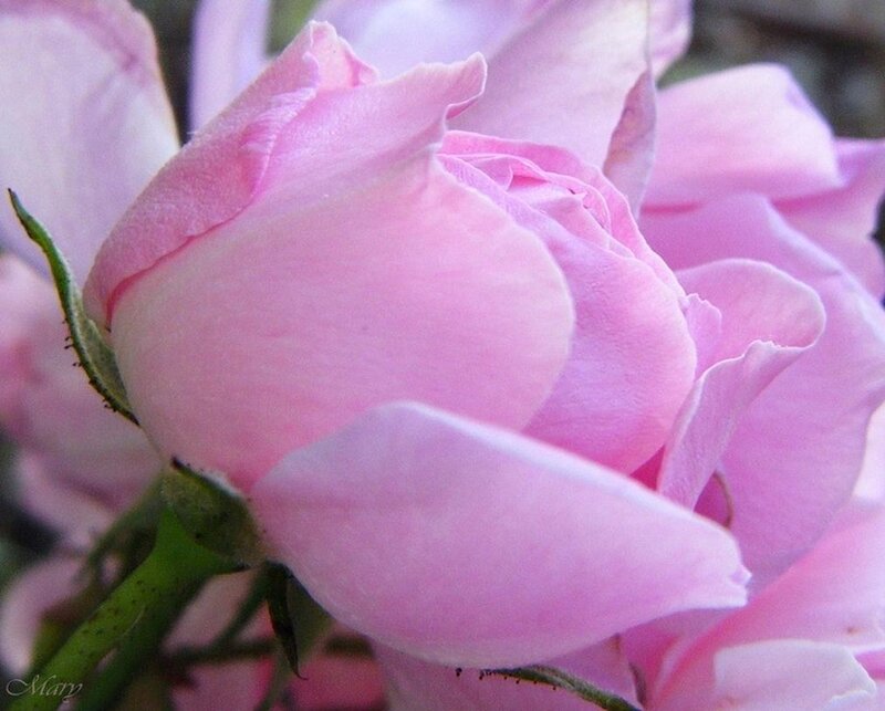 Pink Rose Bud — Calm, Photograph, Green Stem