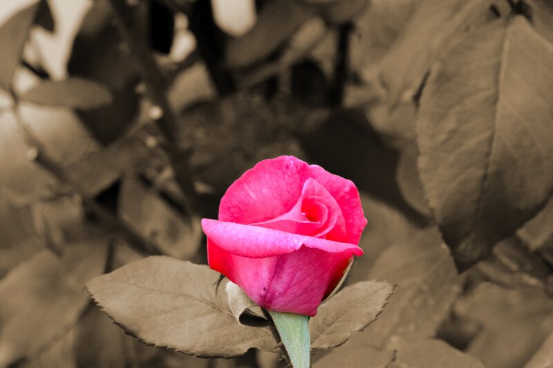 Pink Rose Bud — Calm, Photograph, Leaf