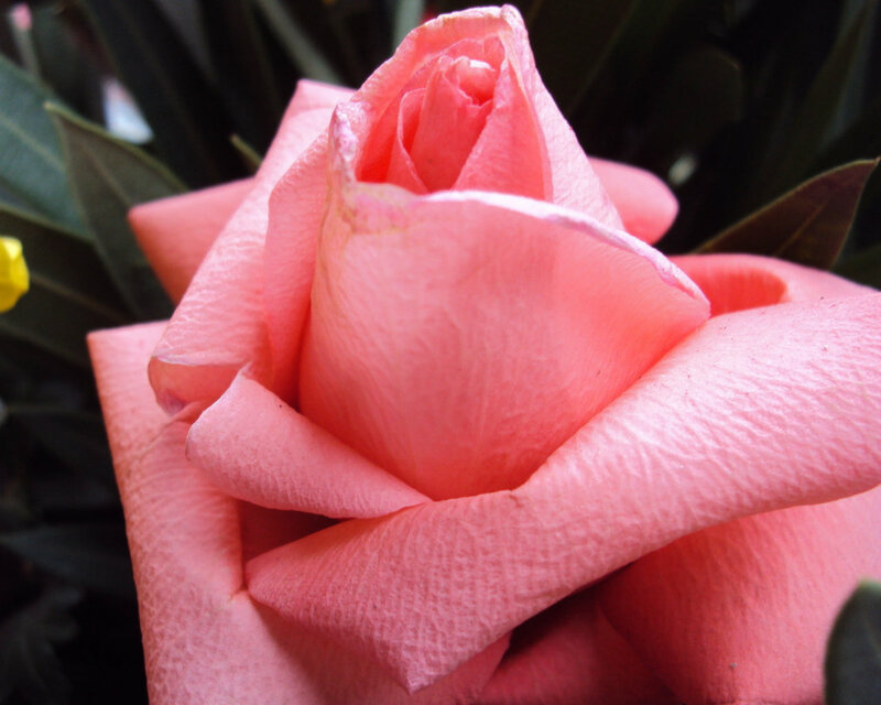 Pink Rose Bud — Calm, Photograph, Leaves