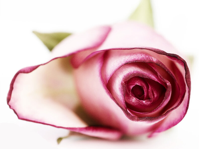 Pink Rose Bud — Calm, Photograph, Petal