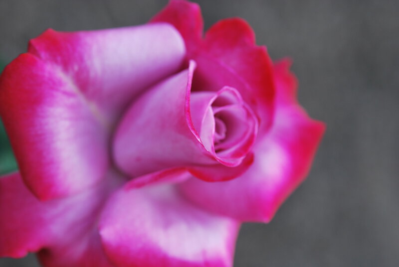 Pink Rose Bud — Calm, Photograph, Petals, Background
