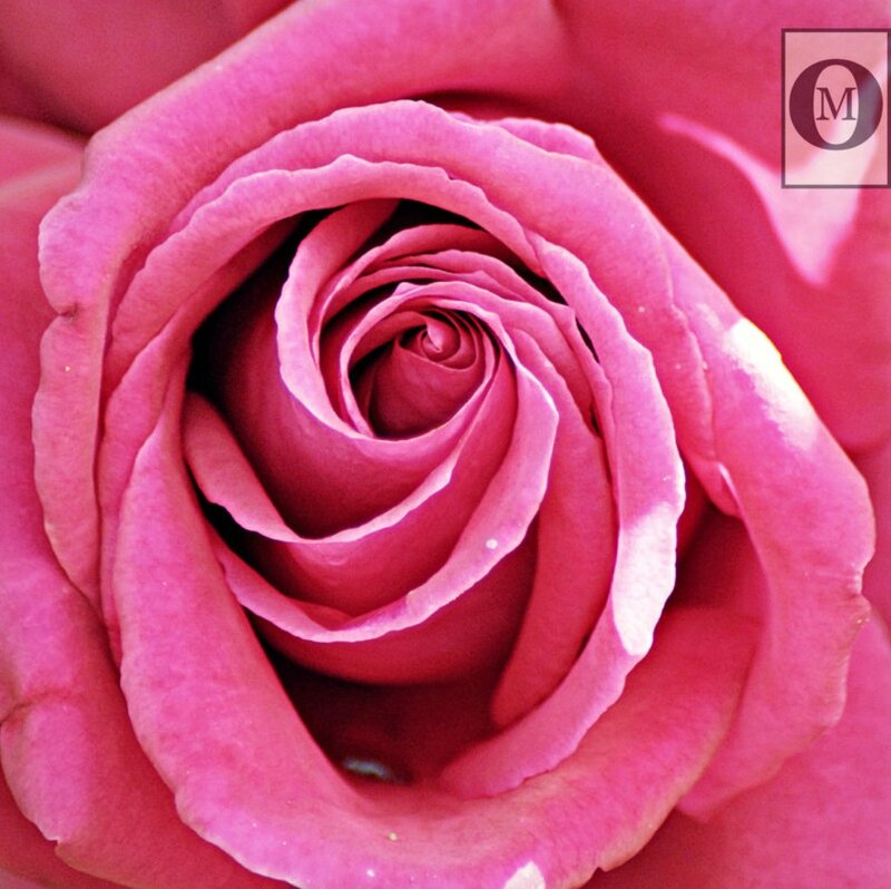Pink Rose Bud — Calm, Photograph, Petals, Center