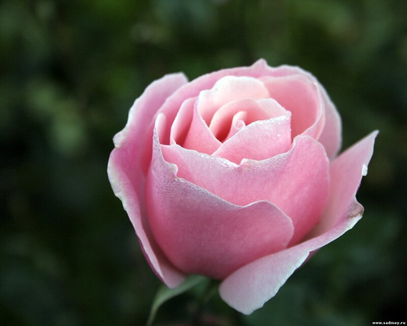 Pink Rose Bud — Calm, Photograph, Petals, Green Background