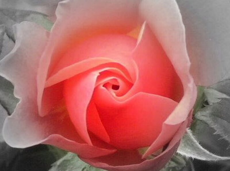 Pink Rose Bud — Calm, Photograph, Petals, Green Leaves