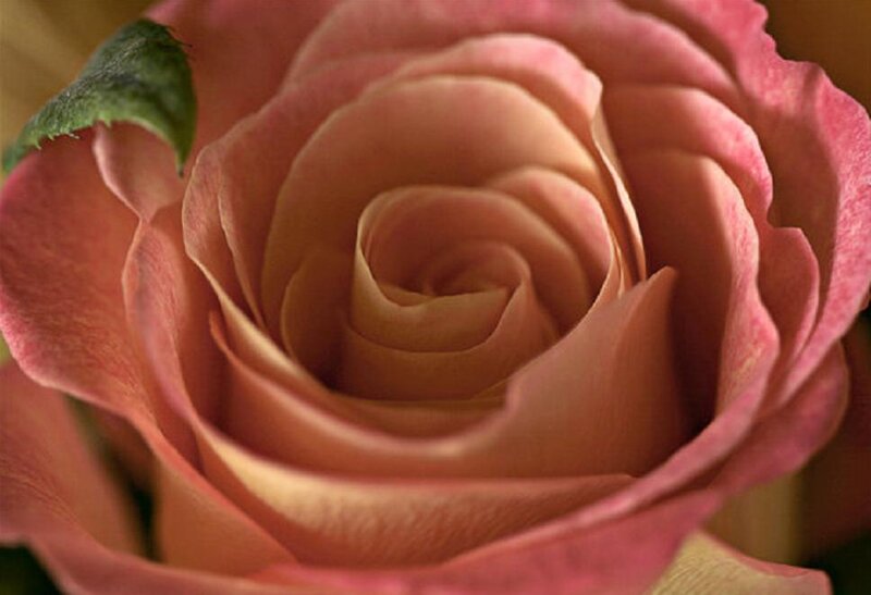 Pink Rose Bud — Calm, Photograph, Petals, Leaf