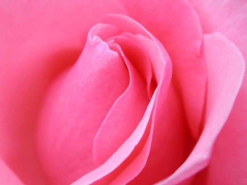 Pink Rose Bud — Calm, Photograph, Petals