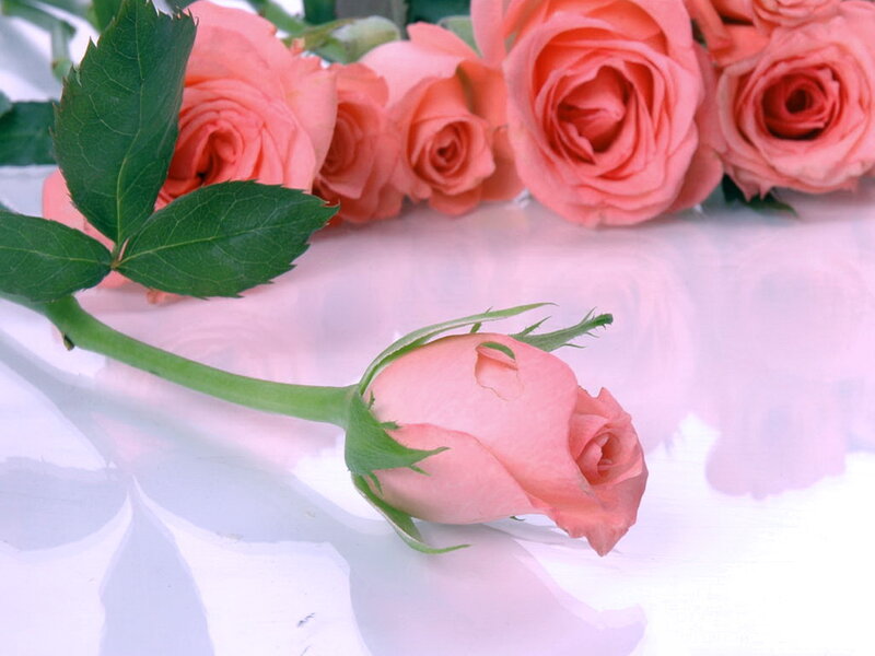 Pink Rose Bud — Calm, Photograph, Roses