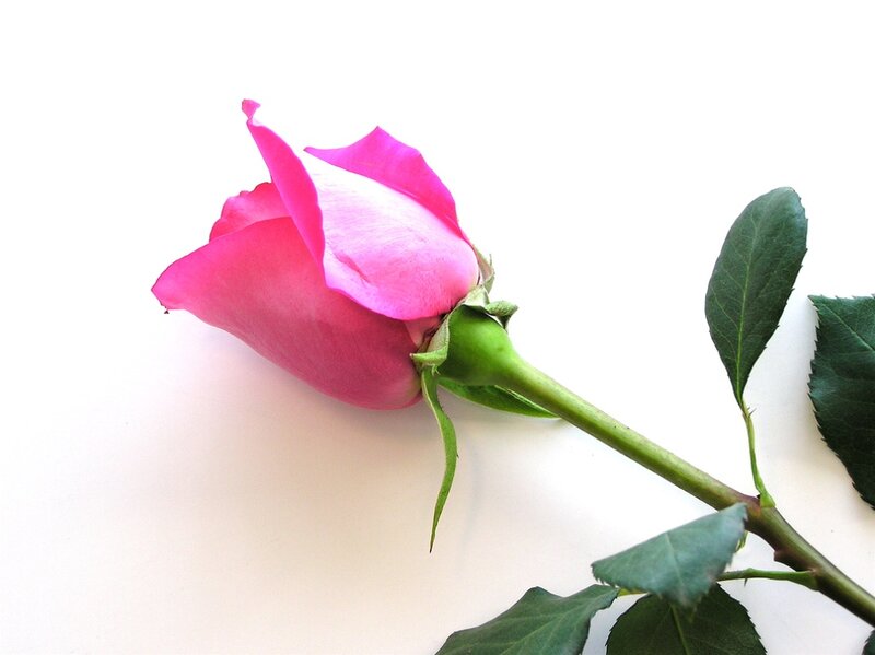 Pink Rose Bud — Calm, Photograph, Stem, Leaves