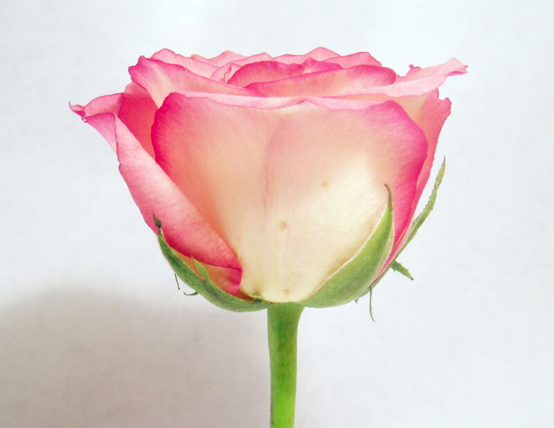 Pink Rose Bud — Calm, Photograph, Stem, Petals