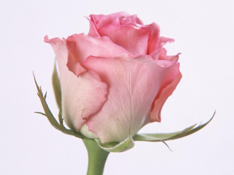 Pink Rose Bud — Calm, Photograph, Stem
