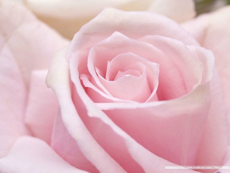 Pink Rose Bud — Calm, Photograph
