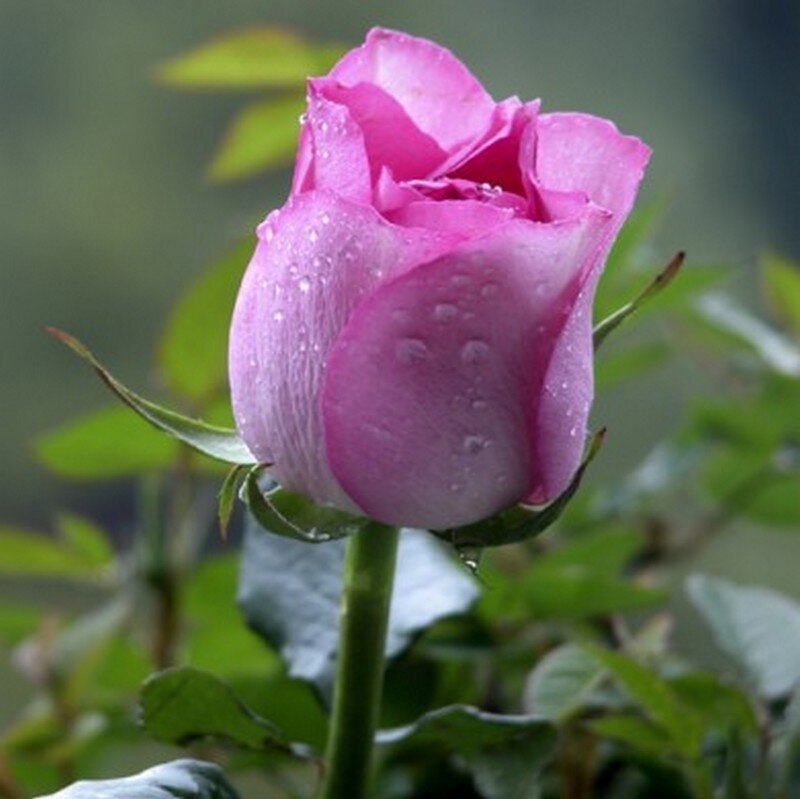 Pink Rose Bud — Calm, Photograph, Water Droplets