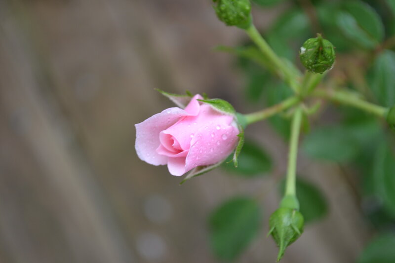 Pink Rose Bud — Calm, Spring, Photograph, Buds