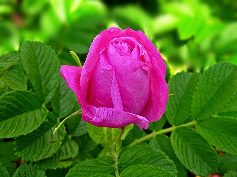 Pink Rose Bud — Calm, Spring, Photograph, Green Leaves