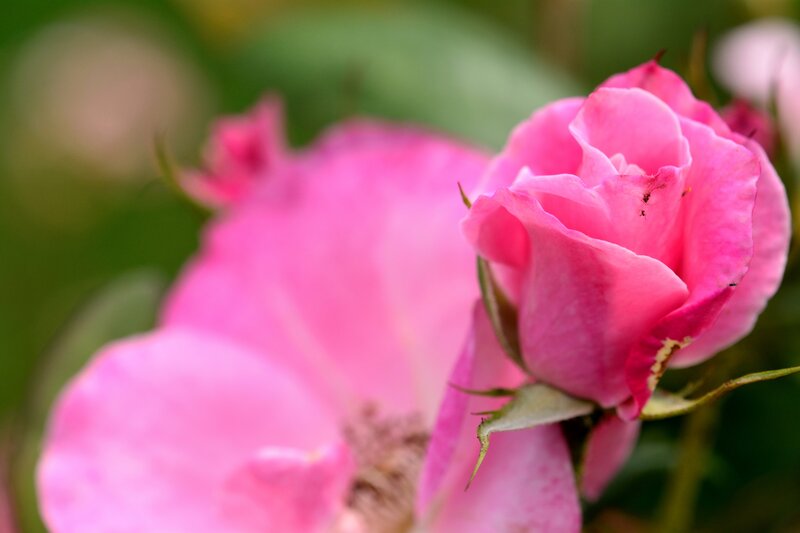 Pink Rose Bud — Calm, Spring, Photograph, Petals